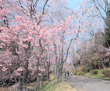 八重咲きの桜色が映える「しだれ桜の並木道」