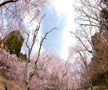 春の風景