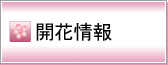 桜開花情報を見る